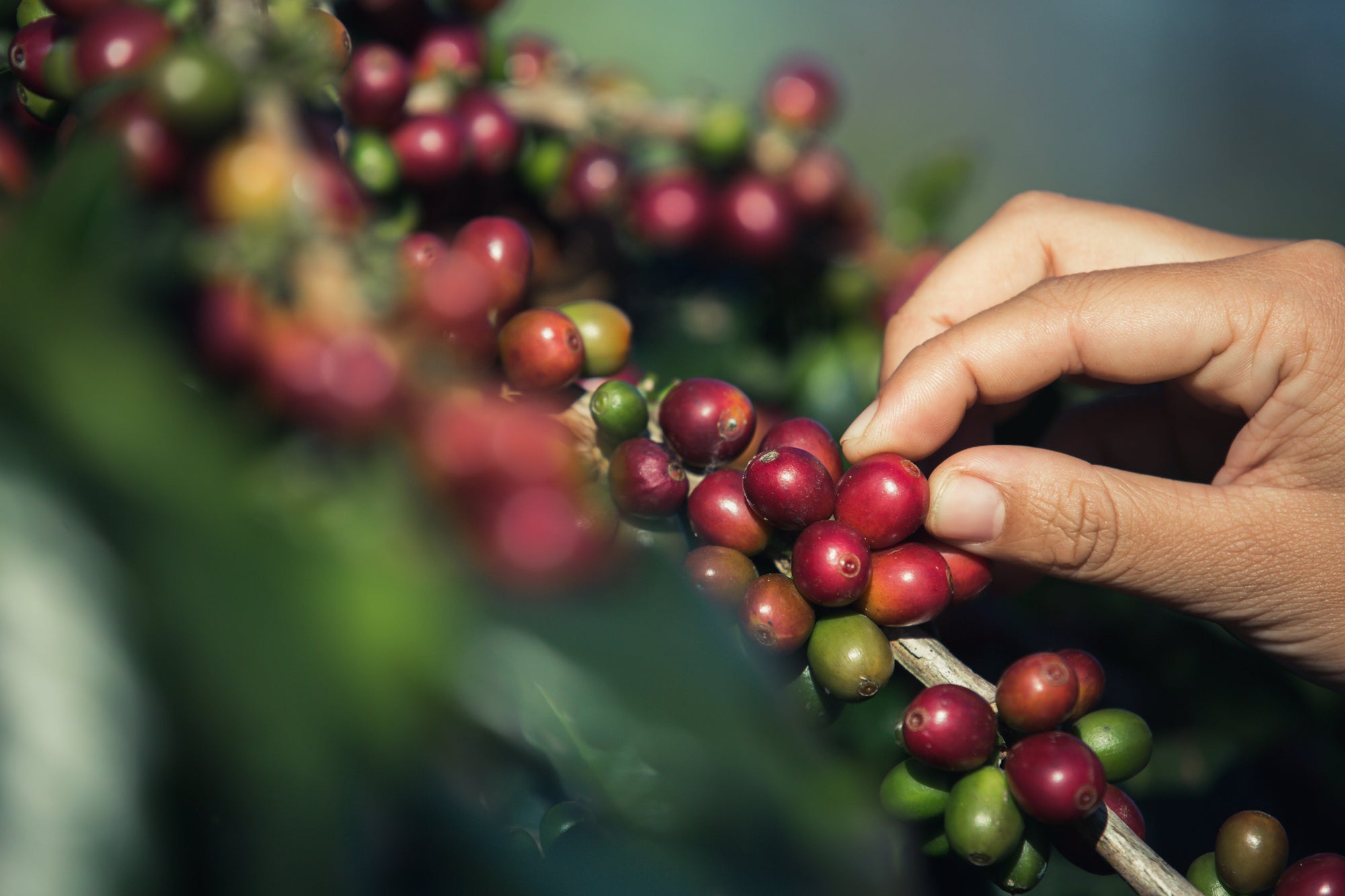 Afinal o que é Café especial?